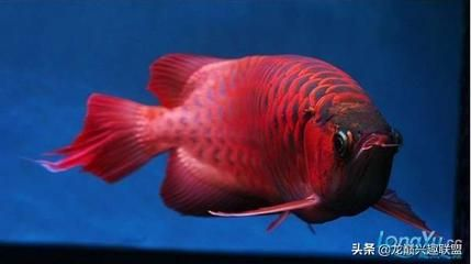 龍魚吃小魚有營養(yǎng)嗎（龍魚吃小魚有營養(yǎng)嗎龍魚吃小魚有營養(yǎng)嗎）