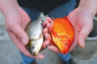 龍魚什么餌料在水面上漂浮，如何自制龍魚浮水餌料龍魚浮水餌料保存技巧