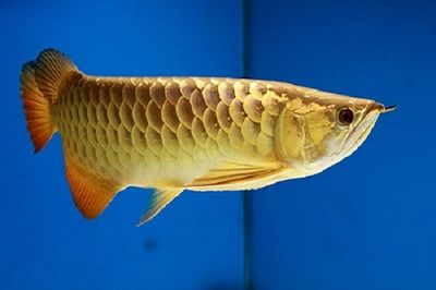 龍魚什么餌料在水面上漂浮，如何自制龍魚浮水餌料龍魚浮水餌料保存技巧