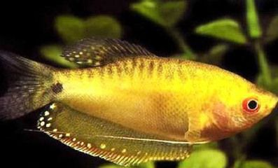 龍魚什么餌料在水面上漂浮，如何自制龍魚浮水餌料龍魚浮水餌料保存技巧