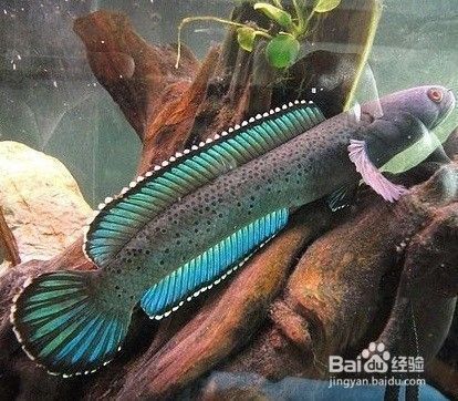 雷龍魚吃昆蟲嗎（雷龍魚可以吃昆蟲嗎雷龍魚喂食紅線蟲注意事項）