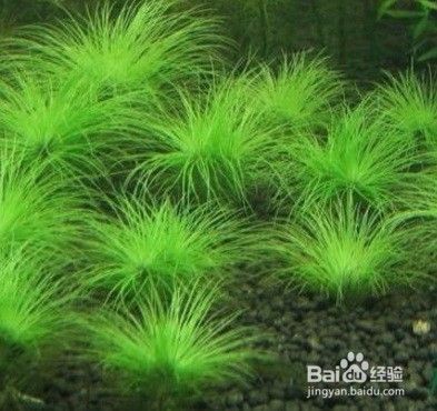 雷龍魚吃昆蟲嗎（雷龍魚可以吃昆蟲嗎雷龍魚喂食紅線蟲注意事項）