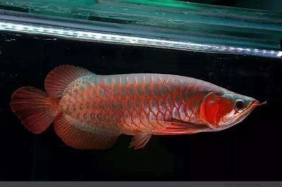 龍魚搭配什么魚最美觀好看呢，龍魚搭配什么魚最美觀好看