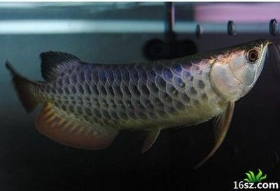 龍魚好多天不吃東西會死嗎為什么：龍魚多天不吃東西會死嗎