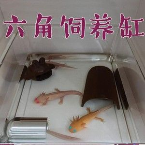 龍魚組缸設計圖（如何設計一個適合龍魚生活的水族環境）