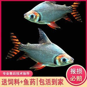 紅龍魚配魚有哪些（五種適合與紅龍魚混養的配魚）