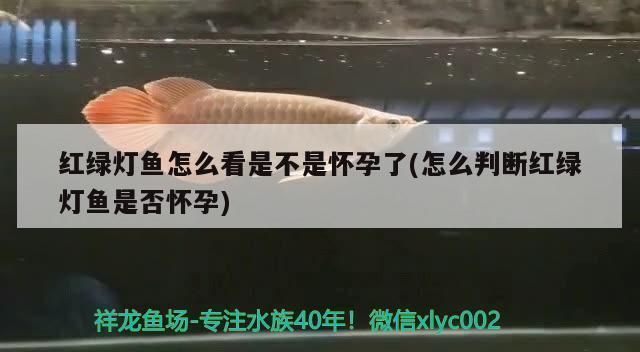 朱巴利魚繁殖后如何防止成魚攻擊幼魚？（如何保持魚缸水質清潔，朱巴利魚群養的最佳數量）