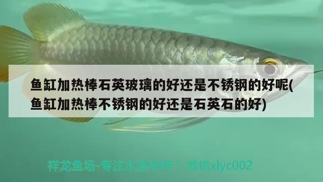 朱巴利魚繁殖后如何防止成魚攻擊幼魚？（如何保持魚缸水質清潔，朱巴利魚群養的最佳數量）