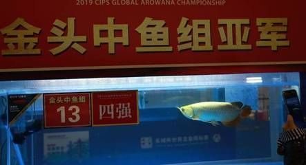 龍魚比賽評分標準詳解（龍魚比賽的評分標準）