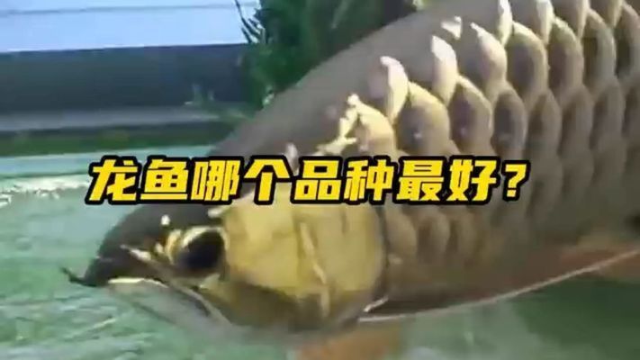 龍魚哪個好，過背金龍是較好的龍魚品種：過背金龍是許多龍魚愛好者心中的首選