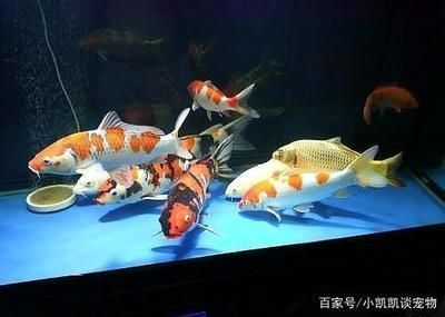 龍魚可以喂小金魚嗎，龍魚與小金魚能否共同飼養