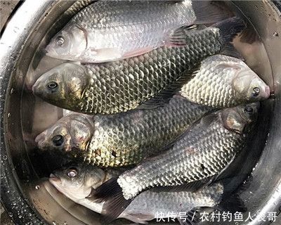 龍魚吃魚卡住了怎么辦，龍魚吞食異物急救法