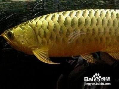 金龍魚怎么養，金龍魚養殖方法主要包括以下幾個方面，金龍魚養殖方法