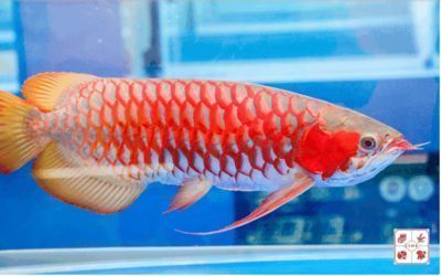 世界龍魚錦標賽是什么，世界龍魚錦標賽對生態認識的影響