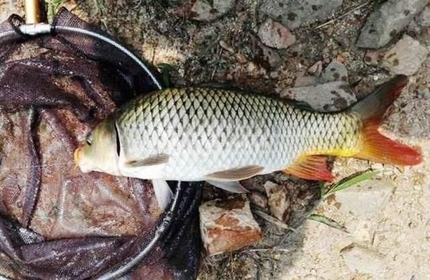 龍魚吃飼料好還是吃小魚好：喂食龍魚飼料的可能性