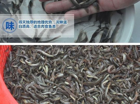 龍魚喂活泥鰍，活泥鰍的喂食方法