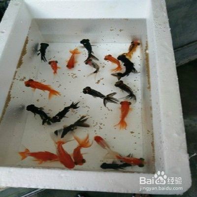 金龍魚怎樣慢養正確方法，金龍魚慢養方法