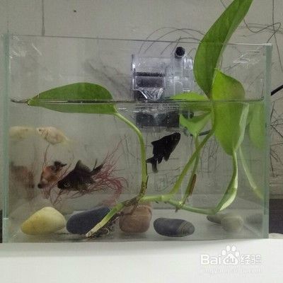 金龍魚怎樣慢養正確方法，金龍魚慢養方法