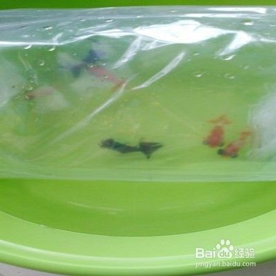 金龍魚怎樣慢養正確方法，金龍魚慢養方法