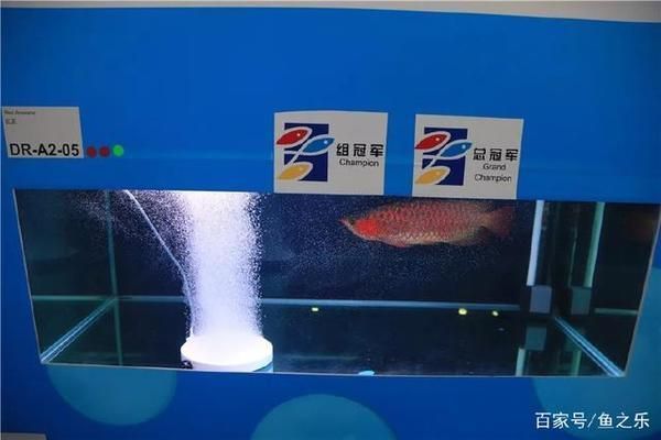 賽級龍魚，賽級龍魚養殖技巧分享賽級龍魚養殖技巧分享