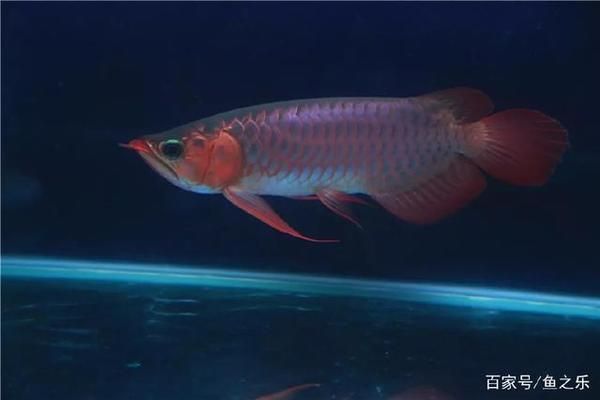 賽級龍魚，賽級龍魚養殖技巧分享賽級龍魚養殖技巧分享