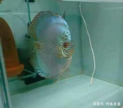 龍魚(yú)增長(zhǎng)速度多少合適：龍魚(yú)增長(zhǎng)速度探秘，多維度解析其成長(zhǎng)節(jié)奏