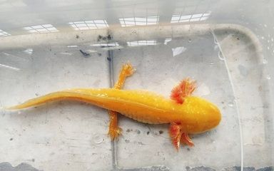 龍魚耐活嗎，龍魚壽命受到多種因素的影響