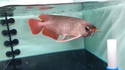 龍魚立鱗治療后接著又立鱗了正常嗎，龍魚立鱗病復發的常見原因