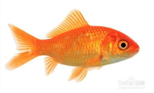 如何分辨金龍魚雌雄，金龍魚性別鑒別方法 如何分辨金龍魚雌雄，金龍魚性別鑒別方法 龍魚百科 第4張