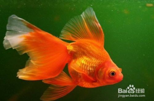 如何分辨金龍魚雌雄，金龍魚性別鑒別方法 如何分辨金龍魚雌雄，金龍魚性別鑒別方法 龍魚百科 第5張