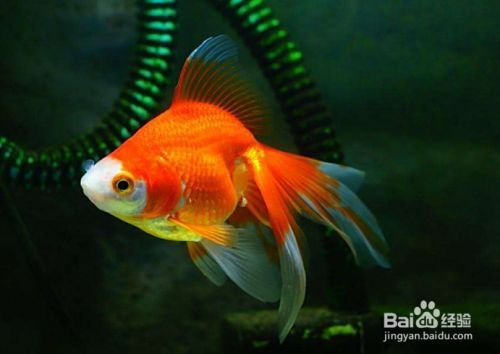 如何分辨金龍魚雌雄，金龍魚性別鑒別方法 如何分辨金龍魚雌雄，金龍魚性別鑒別方法 龍魚百科 第6張