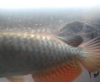 雷龍魚棲息地（雷龍魚水質要求詳解雷龍魚水質要求詳解雷龍魚水質要求）