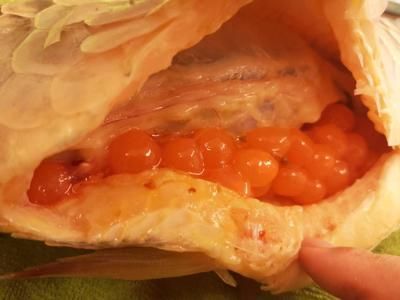 龍魚暴斃是擋災嘛還是殺害，為什么龍魚會暴斃？