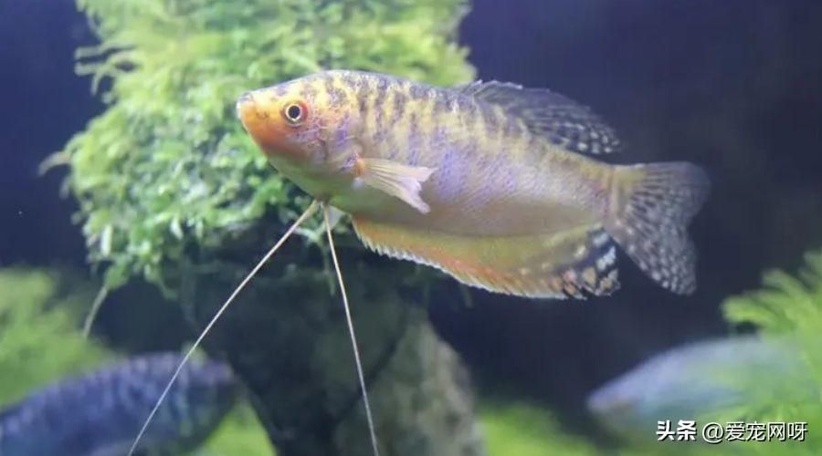 買龍魚怎么選品種呢，初學(xué)者適合養(yǎng)哪種龍魚,龍魚品種價(jià)格對(duì)比表,如何辨別龍魚健康狀態(tài)