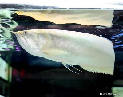 金龍魚反垢后會恢復嗎：金龍魚反垢后是否能恢復，如何進行恢復恢復的可能性