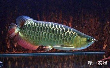 金龍魚反垢后會恢復嗎：金龍魚反垢后是否能恢復，如何進行恢復恢復的可能性
