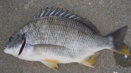 紅頭利魚繁殖后護理技巧（紅頭利魚繁殖后水質管理要點）