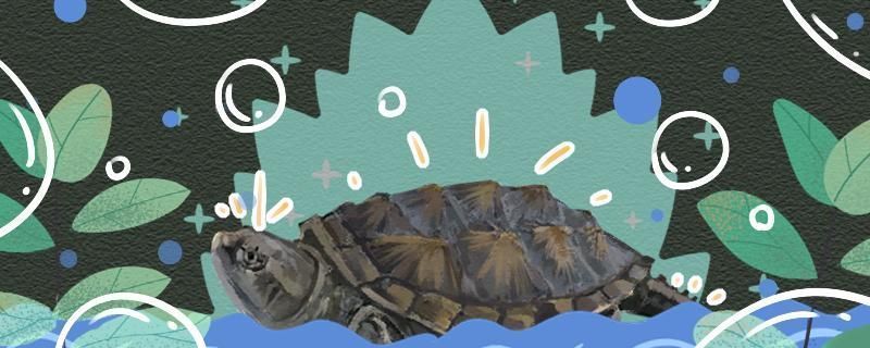 紅頭利魚繁殖后護理技巧（紅頭利魚繁殖后水質管理要點）
