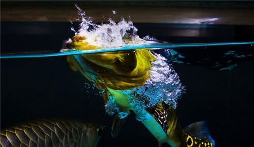 龍魚攝影作品，龍魚攝影作品分享