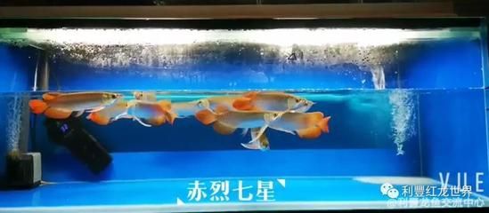 龍魚每天換水，龍魚換水前后應(yīng)注意什么，