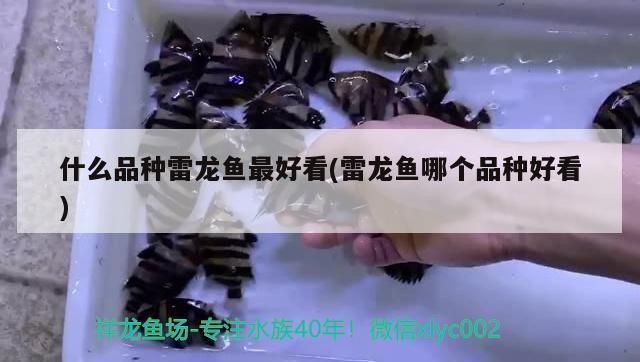 哪種雷龍魚最漂亮，最漂亮的雷龍魚品種有哪些？
