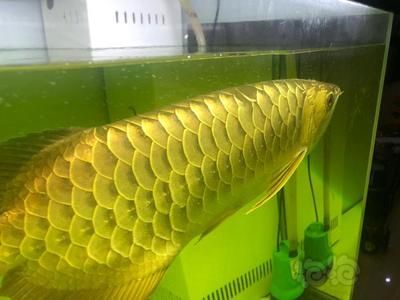 龍魚32度水溫治療，龍魚在32度水溫下可能會面臨健康風險