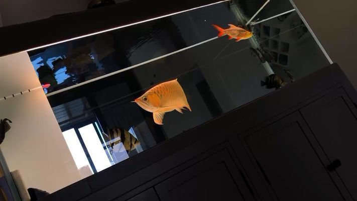 龍魚配魚推薦哪種魚苗，蝴蝶鯉與龍魚混養優勢