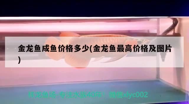 龍魚高端配魚多少錢一條，高端龍魚的價格范圍