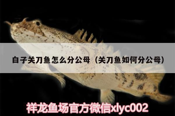 魚缸綠水養魚好不好呀(魚缸綠水養魚好不好呀視頻)