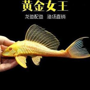女王大帆和龍魚混養，女王大帆與龍魚混養時需要了解這兩種魚類的特征和生活習性