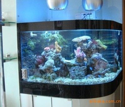 招財魚能和紅龍魚混養嗎圖片視頻大全：招財魚與紅龍魚混養之深度探究，可行性、要點全解析