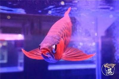 龍魚的樣子，龍魚的顏色變種的飼養技巧