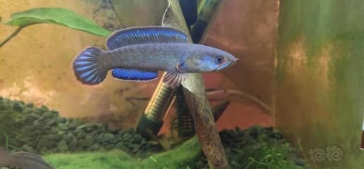 雷龍魚品種大全圖，雷龍魚品種大全