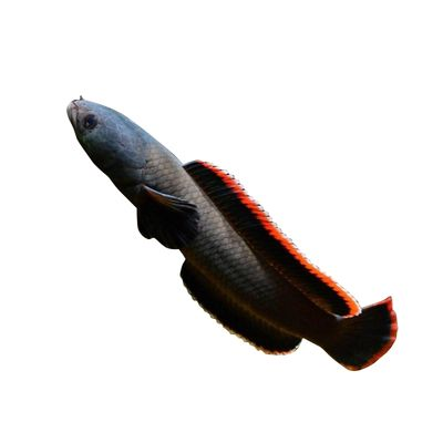 雷龍魚品種大全圖，雷龍魚品種大全